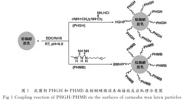 抗菌劑PHGH 和PHMB在棕櫚蠟微球表面接枝反應機理示意圖