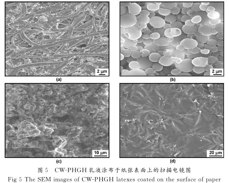 CW - PHGH 乳液涂布于紙張表面上的掃描電鏡圖